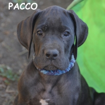Pacco6297TEXT