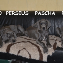 Pacco,Perseus,Pascha,Prinz6925-TEXT