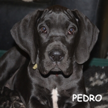 Pedro6916-TEXT