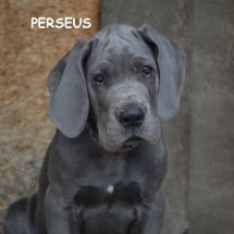 Perseus7146-TEXT