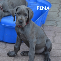 Pina6359TEXT