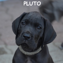Pluto6350TEXT