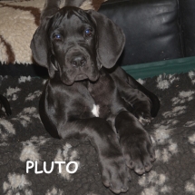 Pluto6930-TEXT
