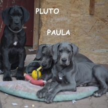 Pluto-Paula7170-TEXT