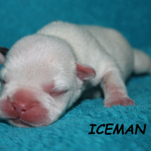 TEXT-FB-Iceman9617
